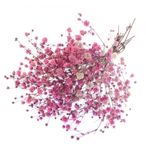 프리져브드 - 핑크 안개꽃